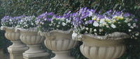 Gardenalia Open Garden and Rare Plant Nursery