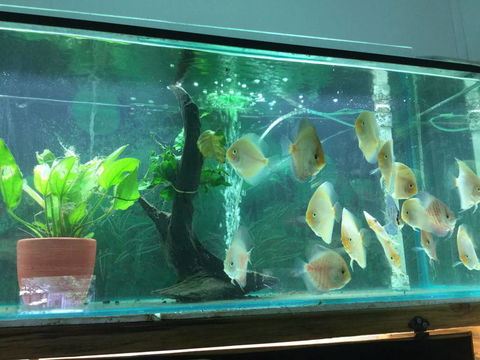 True Blue Aquariums - Attractions Melbourne 1