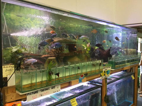 True Blue Aquariums - Attractions Melbourne 2