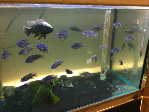 True Blue Aquariums - Attractions Melbourne 3
