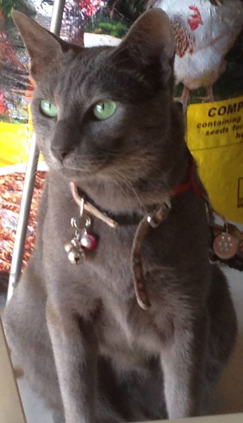 Pets And Saddles - Attractions Melbourne 0