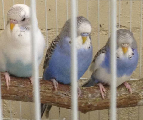 Pets And Saddles - Attractions Melbourne 3