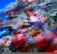 Tropical Marine Centre - Attractions Melbourne