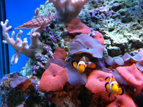 Tropical Marine Centre - Attractions Melbourne 0