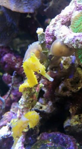 Tropical Marine Centre - Attractions Melbourne 1