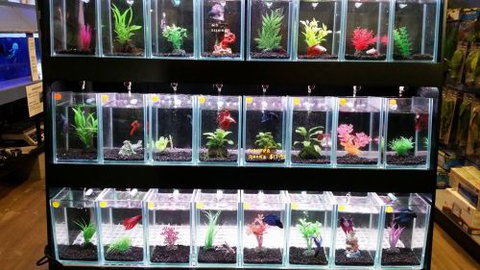 Tropical Marine Centre - Attractions Melbourne 2