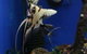 Tropical Marine Centre - thumb 3
