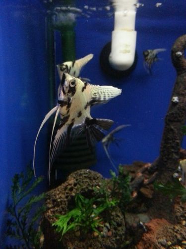 Tropical Marine Centre - Attractions Melbourne 3