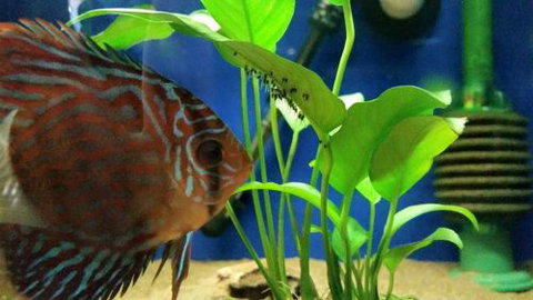 Tropical Marine Centre - Attractions Melbourne 4
