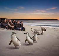 Down Under Thrills - Attractions Melbourne