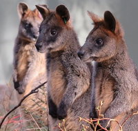 Canberra Wildlife Encounters at Tidbinbilla Nature Reserve - Attractions Melbourne