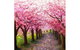 Blossom Lane - Boardwalk Bar 4.00-6.00pm - thumb 0