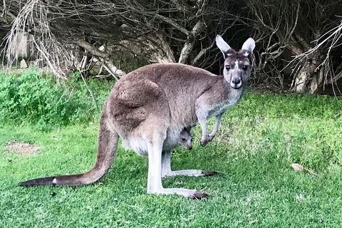 Pinnacles And Yanchep National Park Day Trip From Perth Including Lobster Shack Lunch And Sandboarding - Attractions Melbourne 8