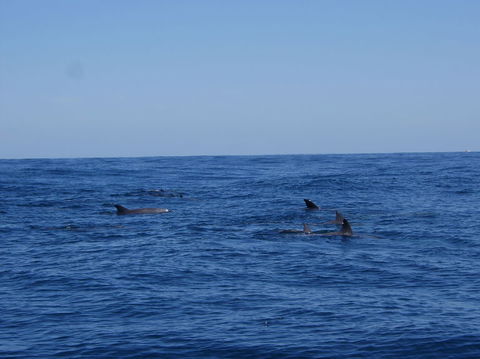Rottnest Island Tour From Perth Or Fremantle Including Adventure Speed Boat Ride - Attractions Melbourne 6