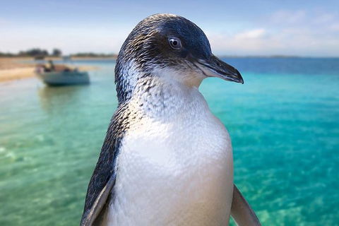 Full-Day Penguin Island & Fremantle Town - Attractions Melbourne 0