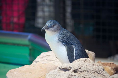 Full-Day Penguin Island & Fremantle Town - Attractions Melbourne 5