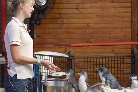 Full-Day Penguin Island & Fremantle Town - Attractions Melbourne 6