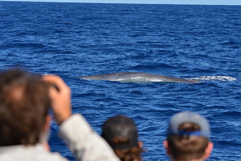 Blue Whale Perth Canyon Expedition - Attractions Melbourne 13