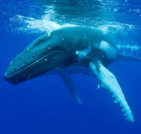Dunsborough Whale Watching Eco Tour - Attractions Melbourne
