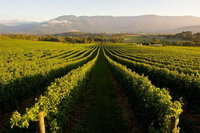 Half-Day Swan Valley Walk  Fruit Orchard