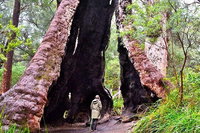 Margaret River Wineries Caves Ocean and Karri - Air  Ground Tour