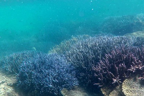 Abrolhos Island Half Day Fly And Flipper - Attractions Melbourne 1