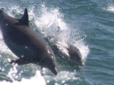 Swim With Dolphins Day Trip From Perth - Attractions Melbourne 2