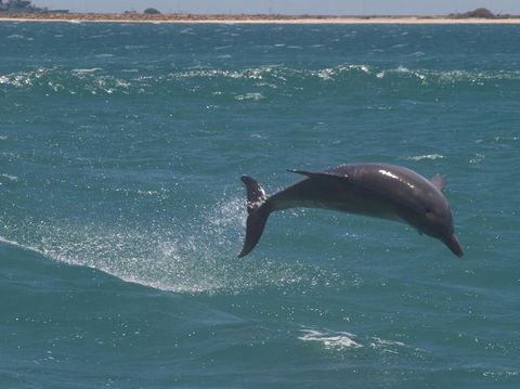 Swim With Dolphins Day Trip From Perth - Attractions Melbourne 3