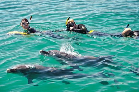 Swim With Dolphins Day Trip From Perth - Attractions Melbourne 0