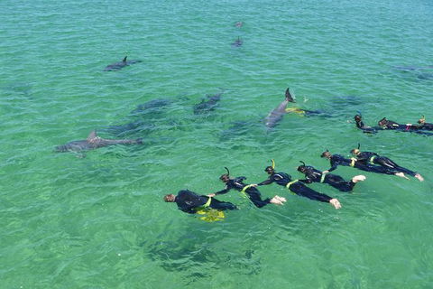 Swim With Dolphins Day Trip From Perth - Attractions Melbourne 1
