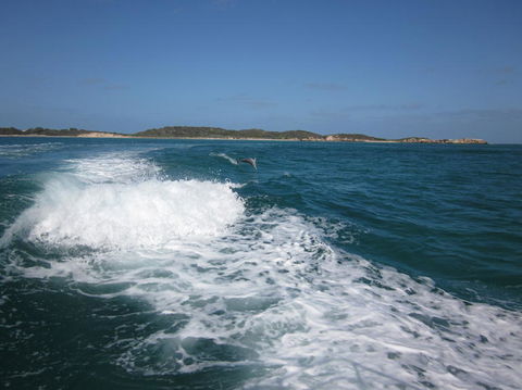 Swim With Dolphins Day Trip From Perth - Attractions Melbourne 4