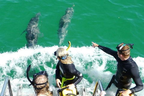 Swim With Dolphins Day Trip From Perth - Attractions Melbourne 8