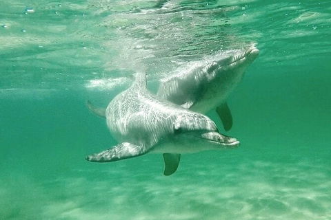 Swim With Dolphins Day Trip From Perth - Attractions Melbourne 10