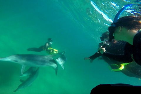 Swim With Dolphins Day Trip From Perth - Attractions Melbourne 9