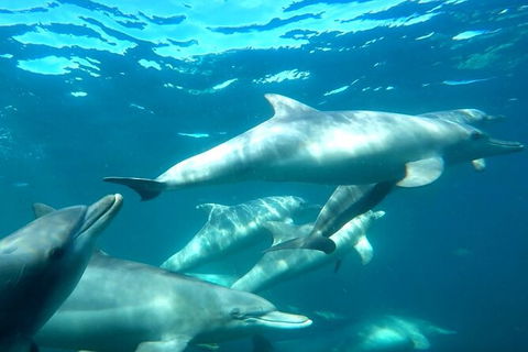 Swim With Dolphins Day Trip From Perth - Attractions Melbourne 7