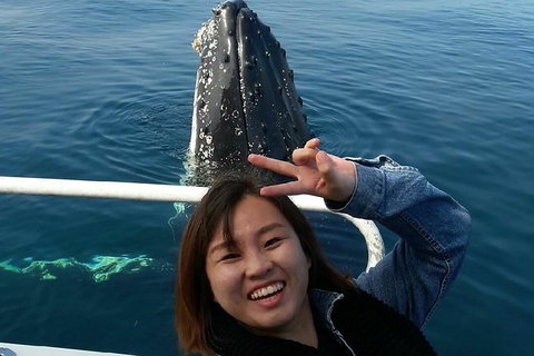 Whale Watching Dunsborough - Attractions Melbourne 1