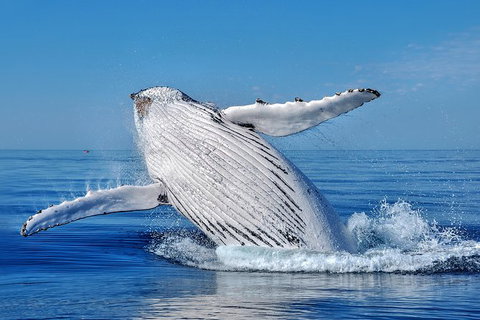 Whale Watching Dunsborough - Attractions Melbourne 0