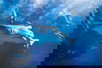 Snorkel with Sharks at AQWA