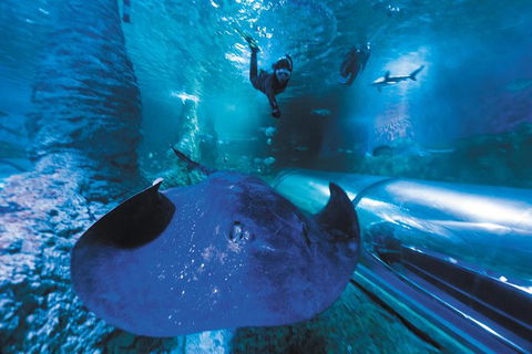 Snorkel With Sharks At AQWA - Attractions Melbourne 3