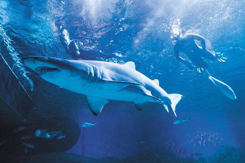 Snorkel With Sharks At AQWA - Attractions Melbourne 2