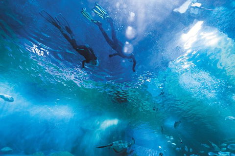 Snorkel With Sharks At AQWA - Attractions Melbourne 8