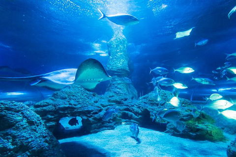 Snorkel With Sharks At AQWA - Attractions Melbourne 4