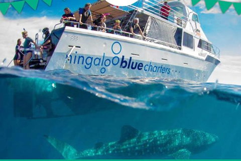 Swim With Whale Sharks- The Largest Fish In The World! - Attractions Melbourne 1