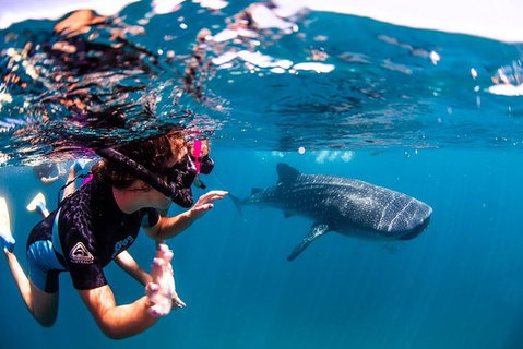 Swim With Whale Sharks- The Largest Fish In The World! - Attractions Melbourne 20