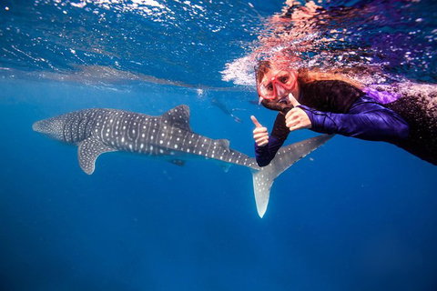 Swim With Whale Sharks- The Largest Fish In The World! - Attractions Melbourne 29