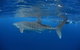 Swim With Whale Sharks- The Largest Fish In The World! - thumb 3