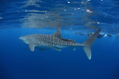 Swim With Whale Sharks- The Largest Fish In The World! - Attractions Melbourne 3