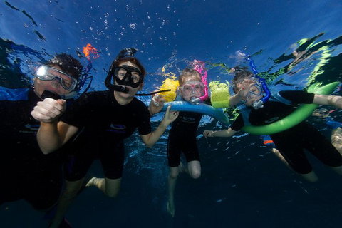 Swim With Whale Sharks- The Largest Fish In The World! - Attractions Melbourne 9