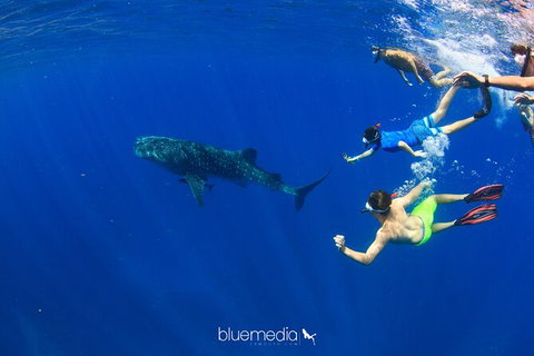 Swim With Whale Sharks- The Largest Fish In The World! - Attractions Melbourne 36