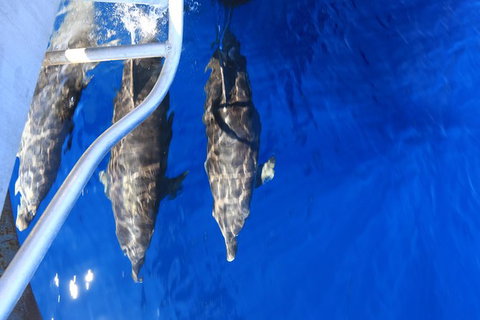 Swim With Whale Sharks- The Largest Fish In The World! - Attractions Melbourne 39